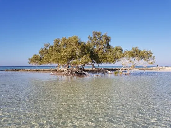 El Qulan Mangrove