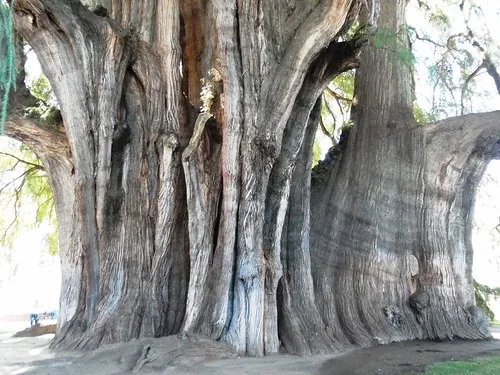 El Tule Tree