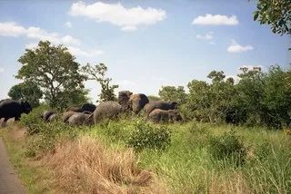 Elephant Interaction