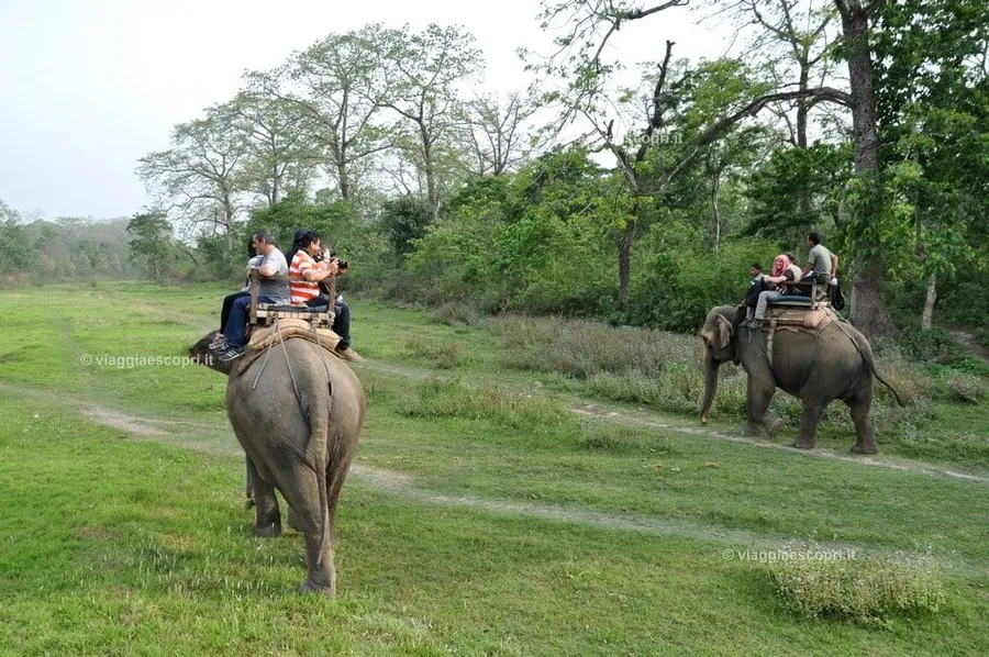 Elephant Safari at Chitwan
