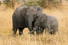 Elephant Whispers