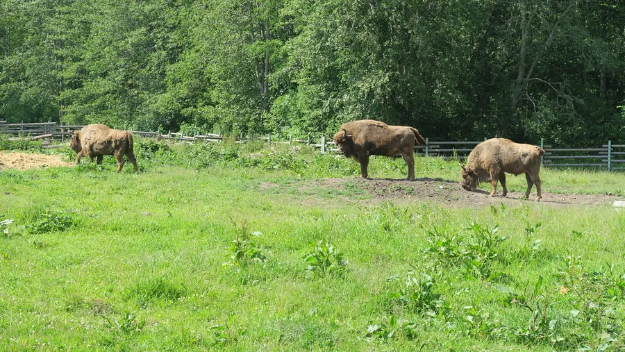 Elistvere Animal Park