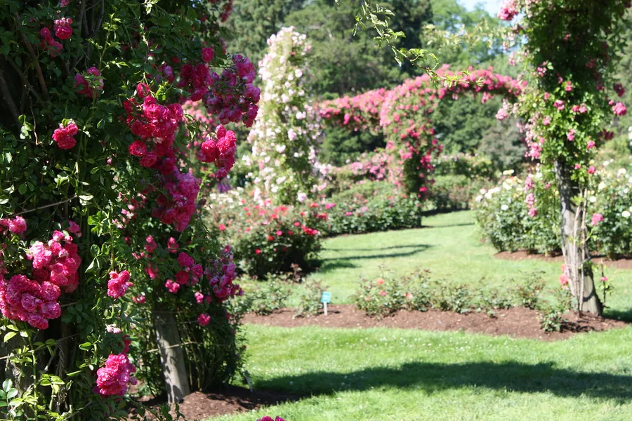 Elizabeth Park Rose Garden