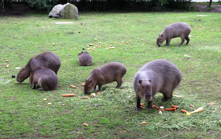 Eskilstuna Zoo