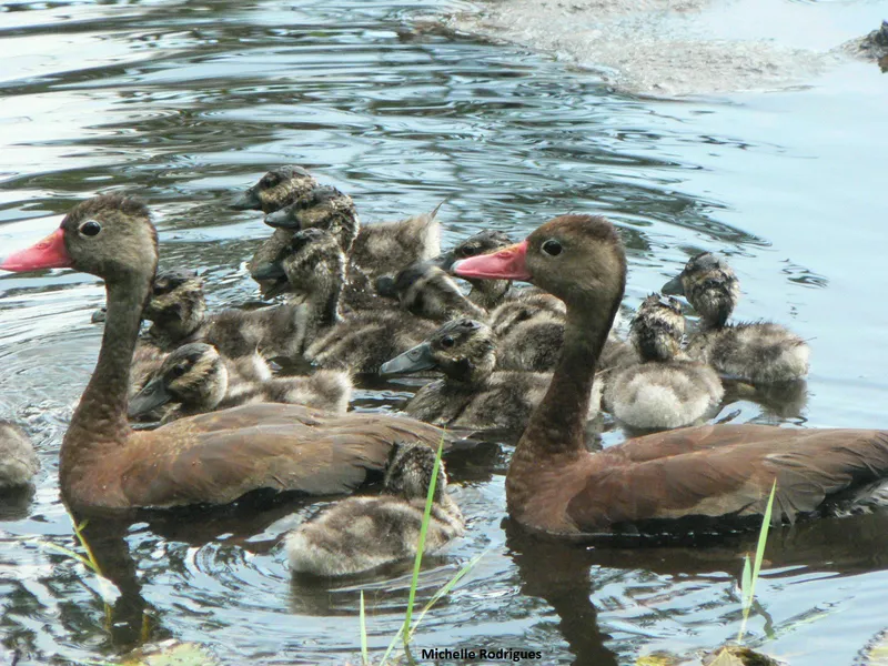 Ess Lagoon Wildlife Reserve