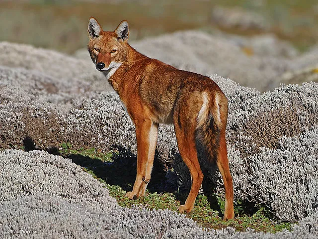 Ethiopian Wolf