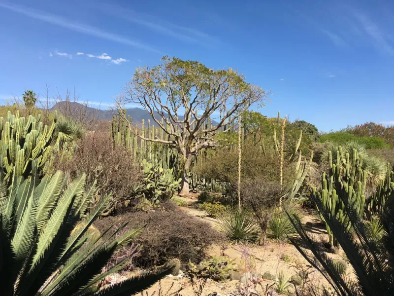 Ethnobotanical Garden