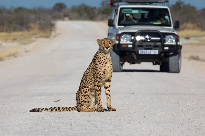 Etosha National Park Game Drive
