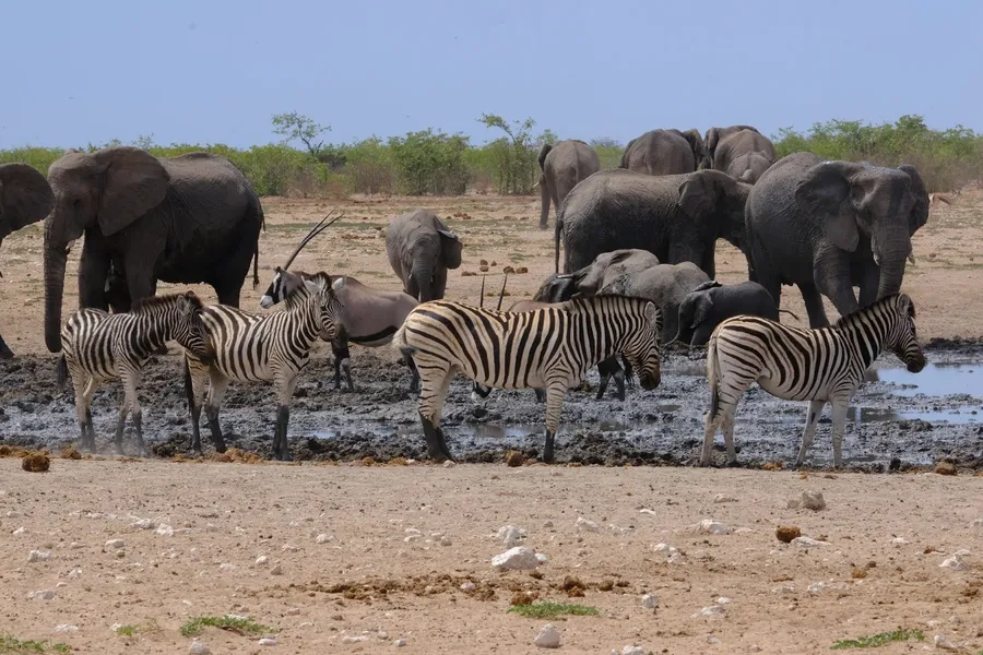 Etosha National Park Wildlife