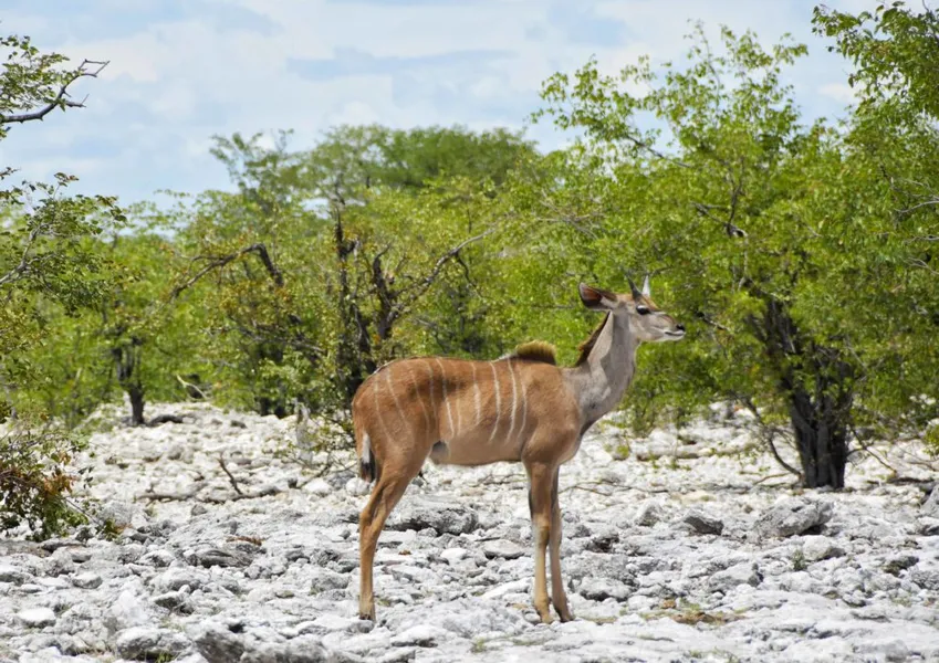 Etosha Night Safari