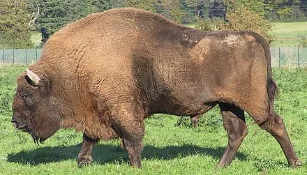 European Bison Demonstration Farm