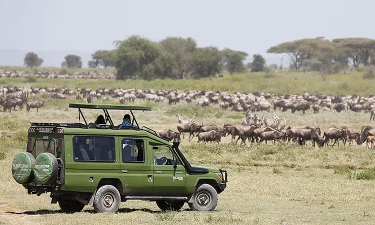 Evening Game Drive