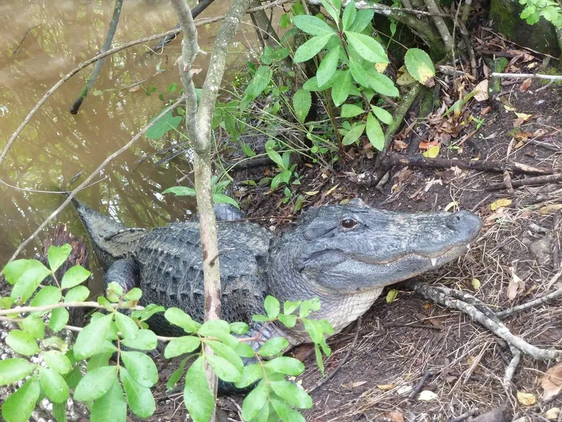 Everglades Alligator Farm