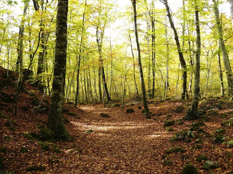 Fageda d'en Jordà