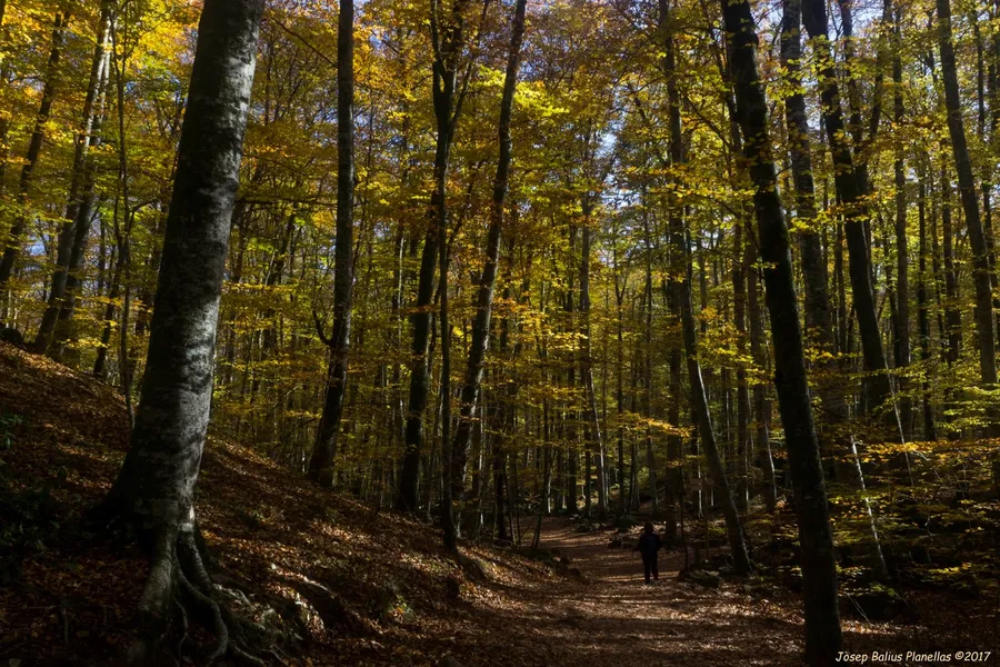 Fageda d'en Jordà