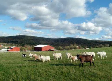 Farm Sanctuary