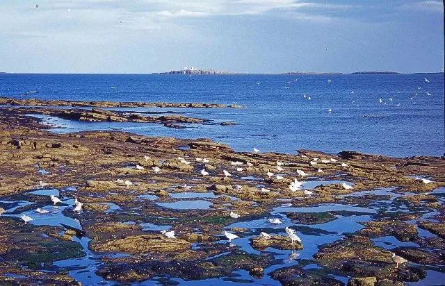 Farne Islands