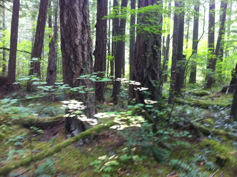 Federation Forest State Park