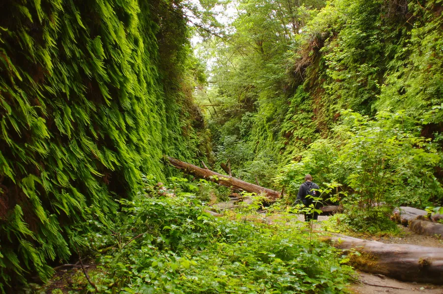 Fern Canyon