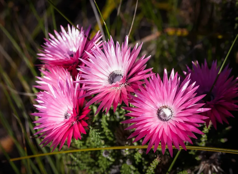 Fernkloof Nature Reserve