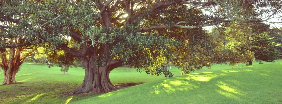 Fig Tree Drive