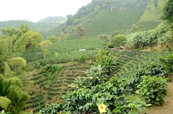 Finca Cafetera (Coffee Farm)