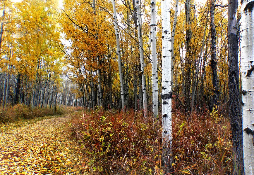 Fish Creek Provincial Park