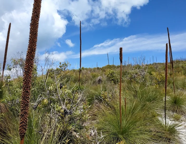 Five Hills Lookout