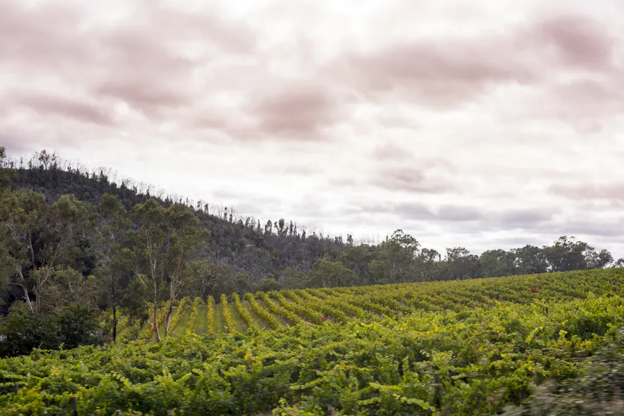 Flame Hill Vineyard