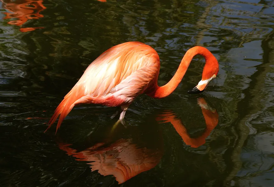 Flamingo Gardens