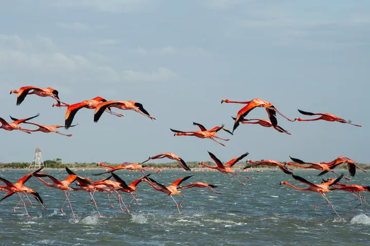 Flamingo Watching Tours