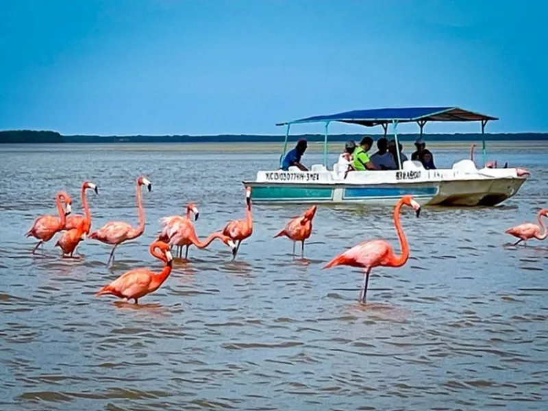 Flamingo Watching Tours (near Progreso)