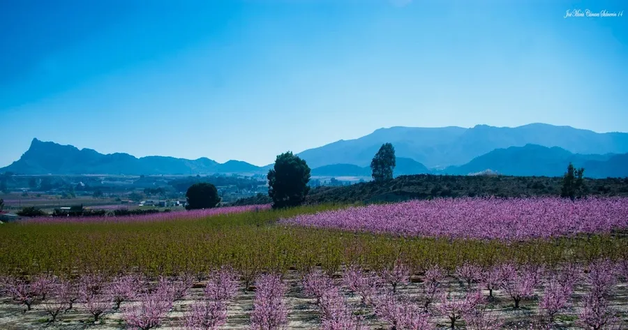 Floración de Cieza (Peach Blossom Season)