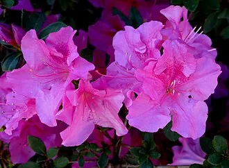 Florida Azalea Festival