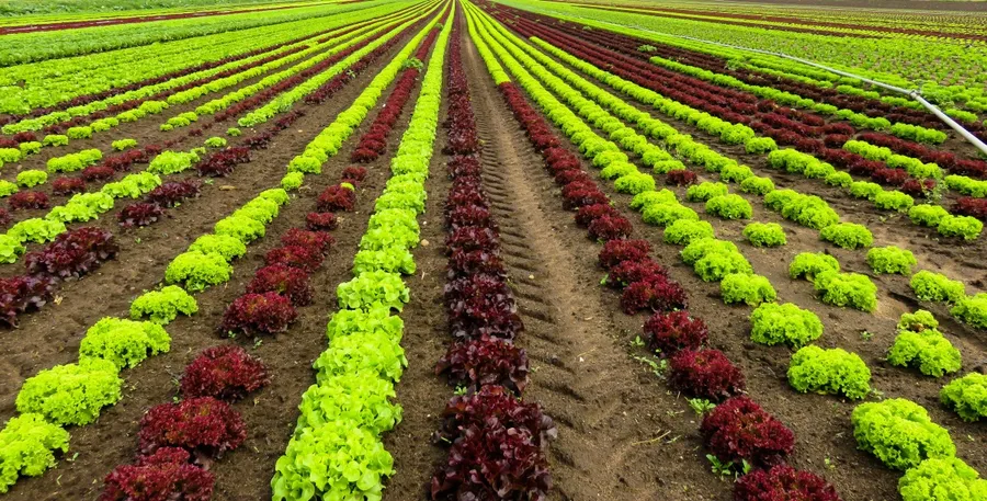 Flower Cultivation Areas