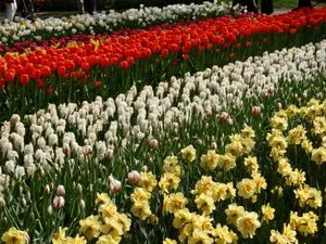 Flower Fields Cycling