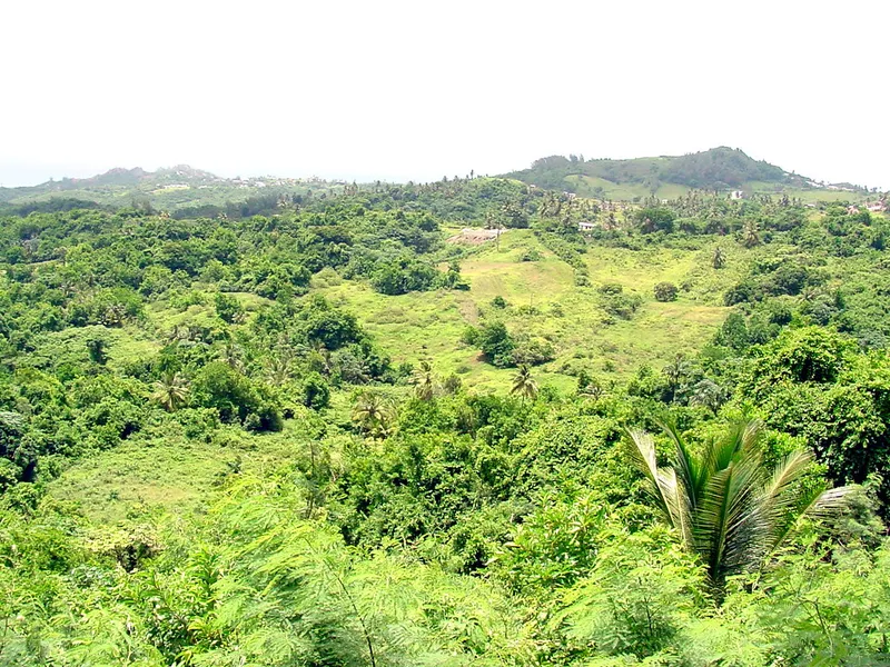 Flower Forest