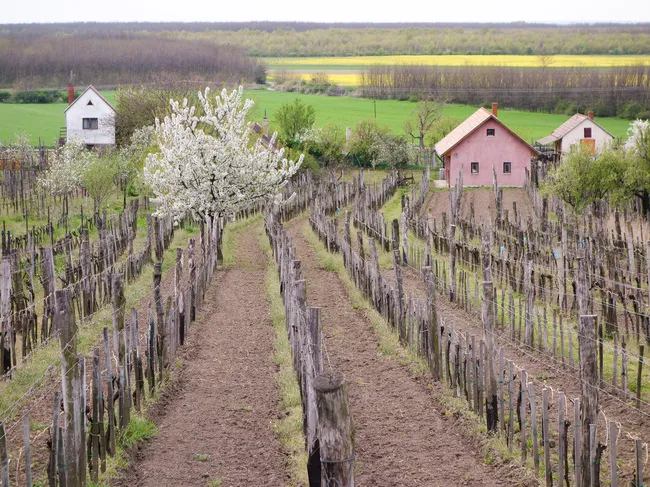 Folly Arborétum and Winery