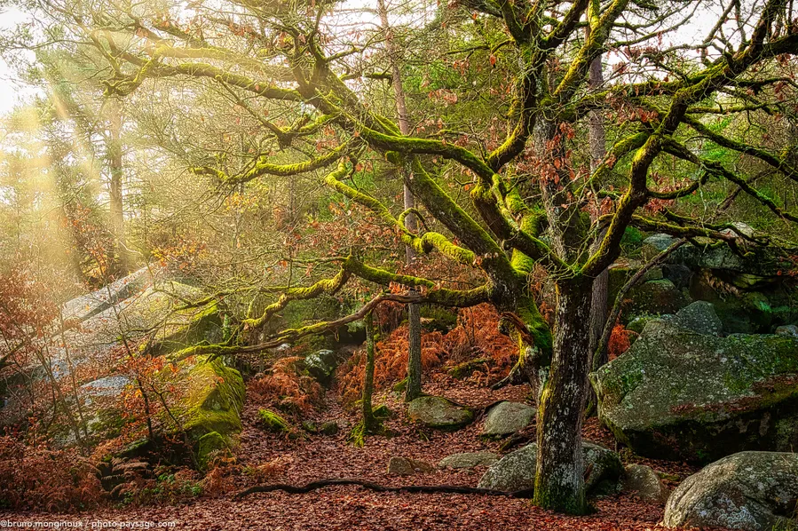 Fontainebleau Forest