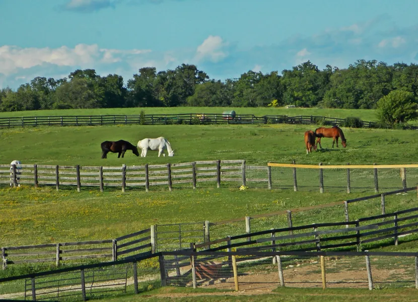 Foothills Equestrian Nature Center (FENCE)