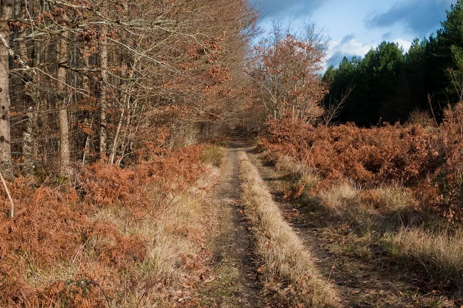Forêt Domaniale de Chinon