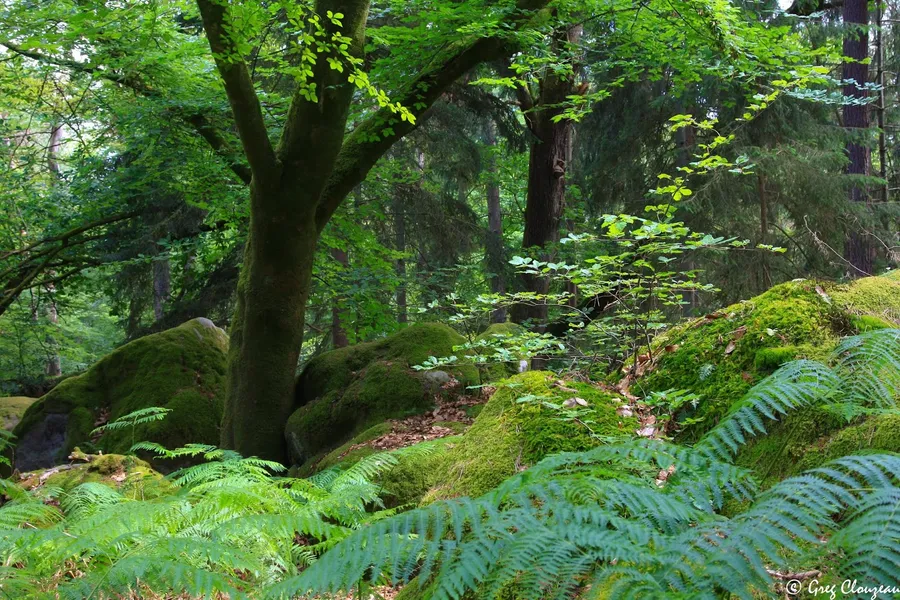 Forêt de Fontainebleau
