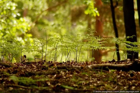 Forêt de Fougères