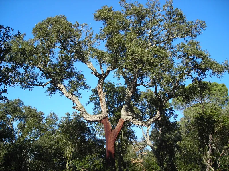 Forêt de Maâmora