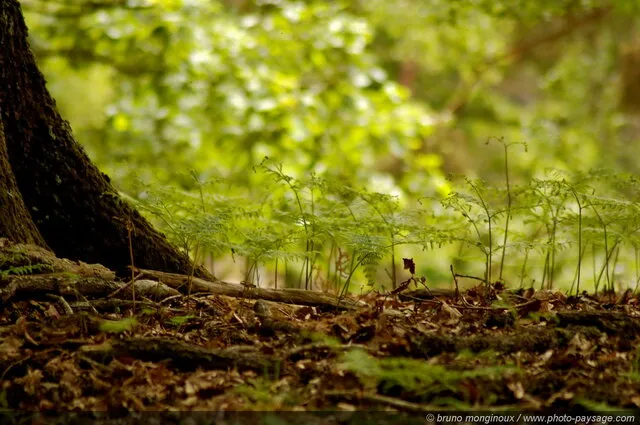 Forêt de Rambouillet