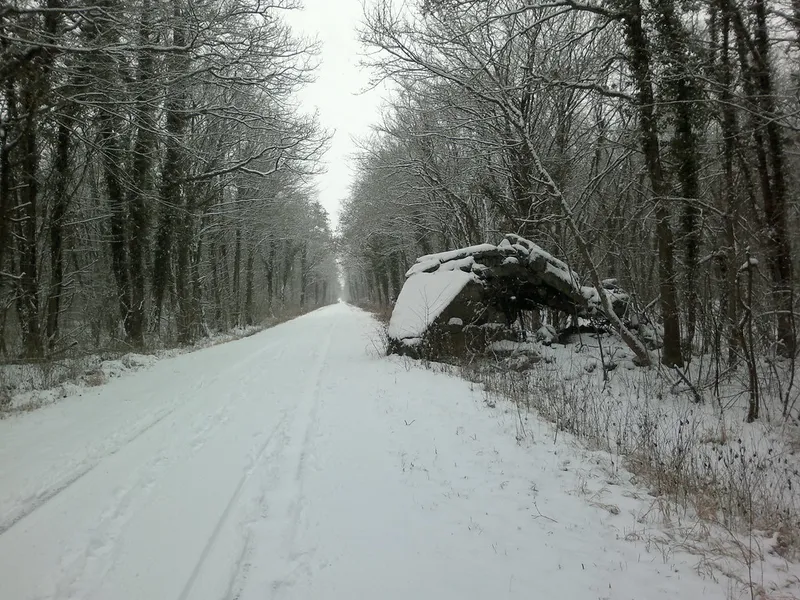 Forêt de la Hardouinais