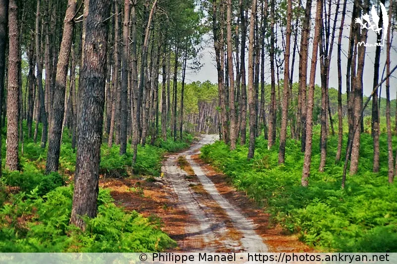 Forêt des Landes