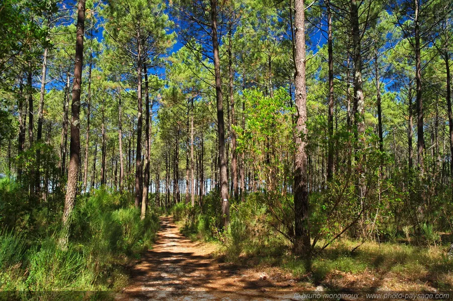 Forêt des Landes de Gascogne