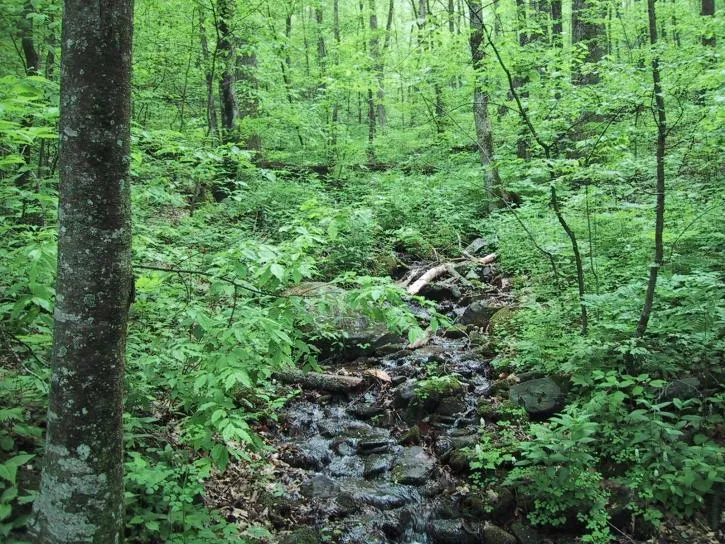 Forest Glen Preserve