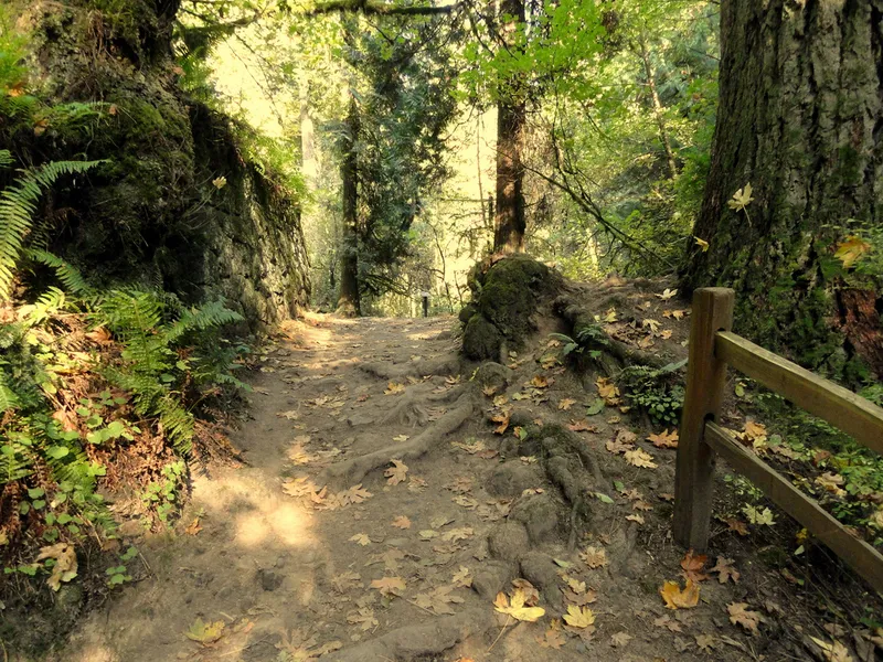 Forest Park